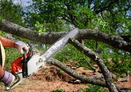 Best Emergency Tree Removal  in Glendale, WI